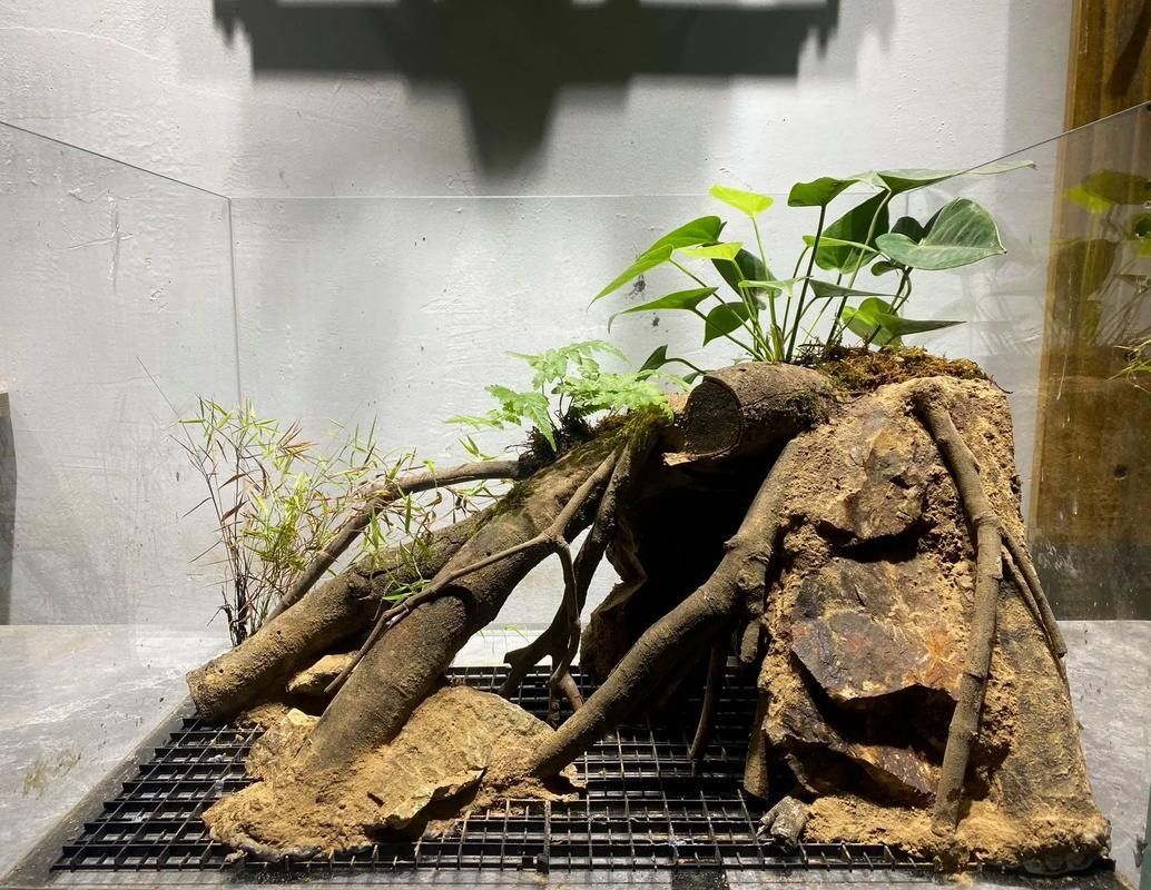 如何布置雷龍魚的躲藏環境（雷龍魚的躲藏環境布置）