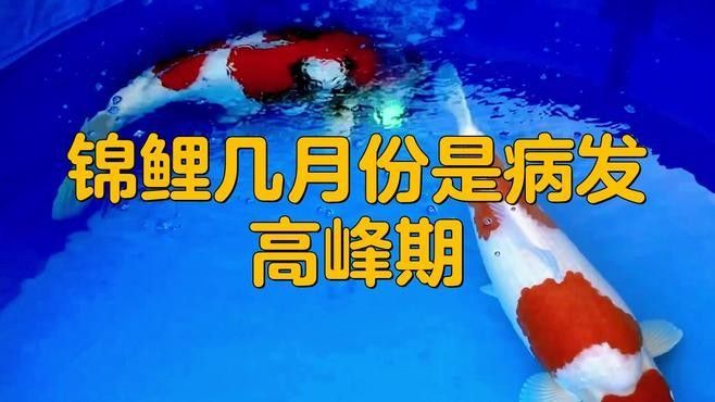 病魚隔離后多久安全？（玄寵宿舍新魚入缸前如何消毒金魚長壽秘訣全攻略大揭秘）