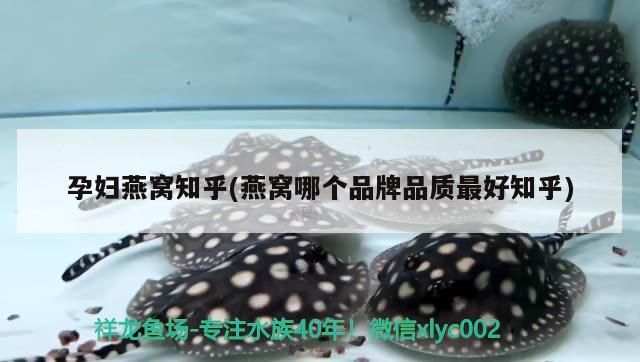孕婦燕窩知乎(燕窩哪個品牌品質最好知乎)