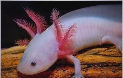 如何辨別真假六角龍魚稀有品種