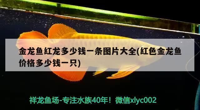 金龍魚紅龍多少錢一條圖片大全(紅色金龍魚價格多少錢一只)