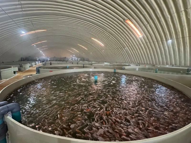 新疆海威漁業(yè)是否養(yǎng)殖龍魚？（新疆海威漁業(yè)公司是否養(yǎng)殖龍魚，養(yǎng)殖龍魚可能是一個(gè)可行的選擇） 新疆海威漁業(yè)是否養(yǎng)殖龍魚？（新疆海威漁業(yè)公司是否養(yǎng)殖龍魚，養(yǎng)殖龍魚可能是一個(gè)可行的選擇） 龍魚百科