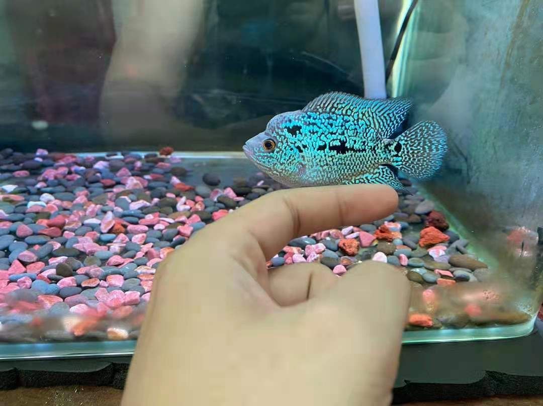 魚缸寬度決定魚的長度嗎（ 魚缸寬的好還是窄的好） 魚缸寬度決定魚的長度嗎（ 魚缸寬的好還是窄的好） 觀賞魚百科