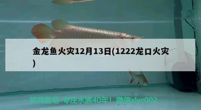金龍魚火災(zāi)12月13日(1222龍口火災(zāi))