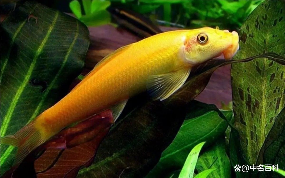 如何避免龍魚捕食金苔鼠？（如何避免龍魚捕食金苔鼠）