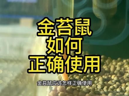 如何避免龍魚捕食金苔鼠？（如何避免龍魚捕食金苔鼠）