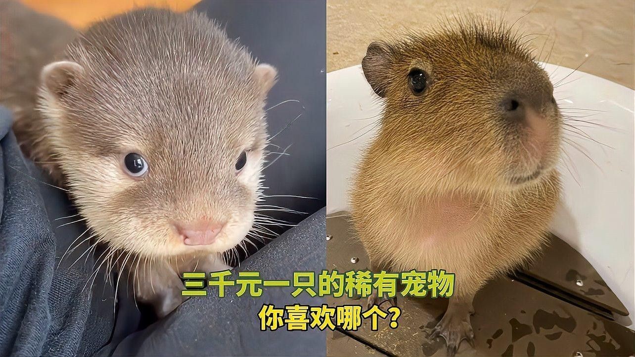 稀有品種的價格范圍（三千元一只的稀有寵物價格鐳刻禮坊天價名貴植物排行）