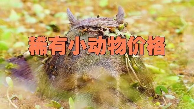 稀有品種的價格范圍（三千元一只的稀有寵物價格鐳刻禮坊天價名貴植物排行）