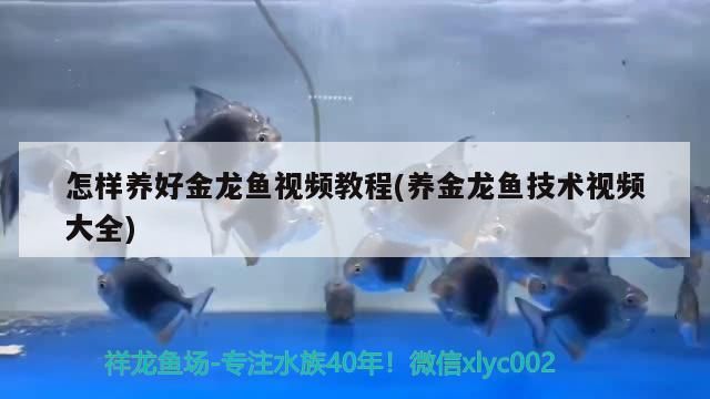 怎樣養好金龍魚視頻教程(養金龍魚技術視頻大全) 怎樣養好金龍魚視頻教程(養金龍魚技術視頻大全) 觀賞魚百科