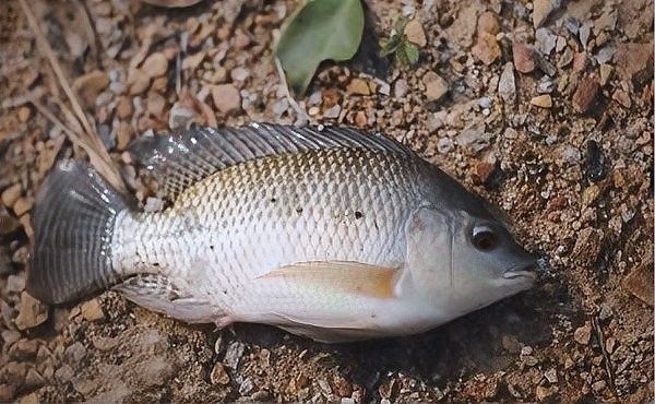 如何判斷恐龍魚是否生病（判斷恐龍魚是否生病，六角恐龍魚生病的多個步驟詳解）