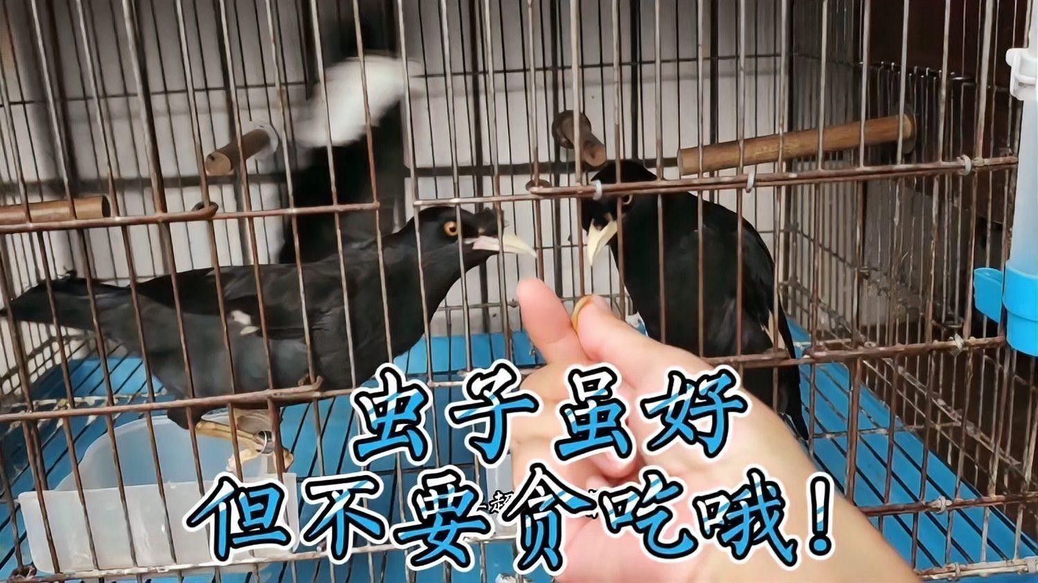 面包蟲喂食量如何控制？