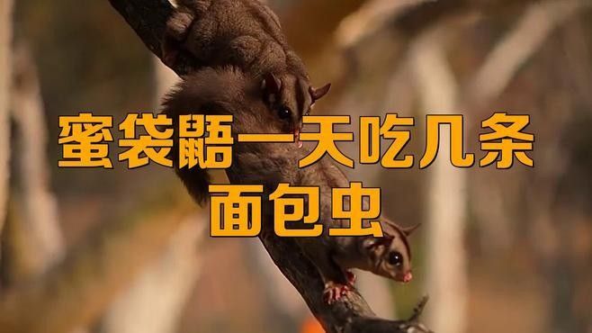 面包蟲喂食量如何控制？