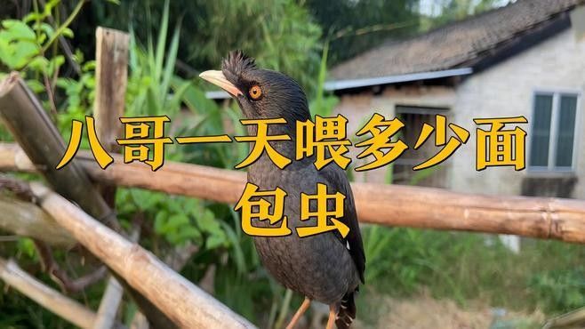 面包蟲喂食量如何控制？