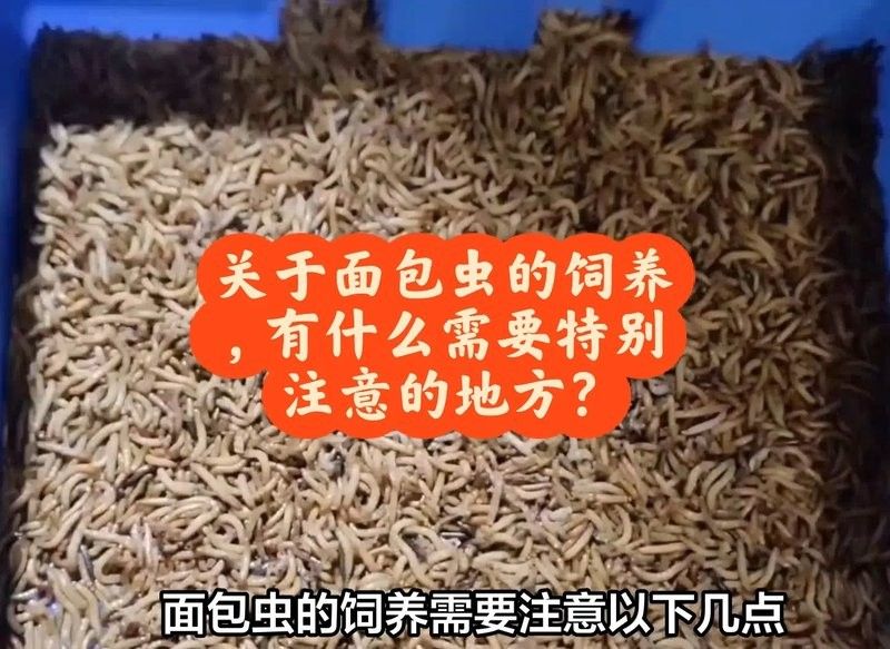 面包蟲喂食量如何控制？