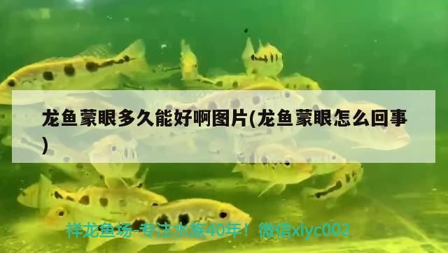 龍魚蒙眼多久能好啊圖片(龍魚蒙眼怎么回事)