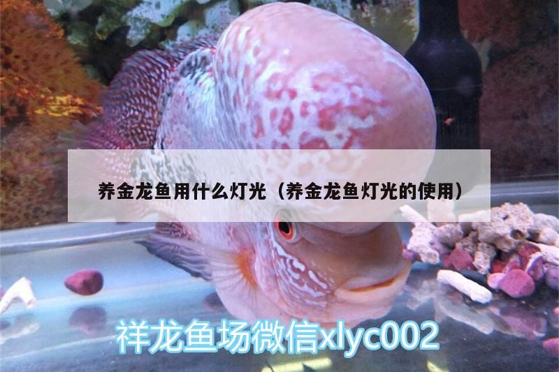 養(yǎng)金龍魚(yú)用什么燈光（養(yǎng)金龍魚(yú)燈光的使用）（養(yǎng)金龍魚(yú)用什么燈光）