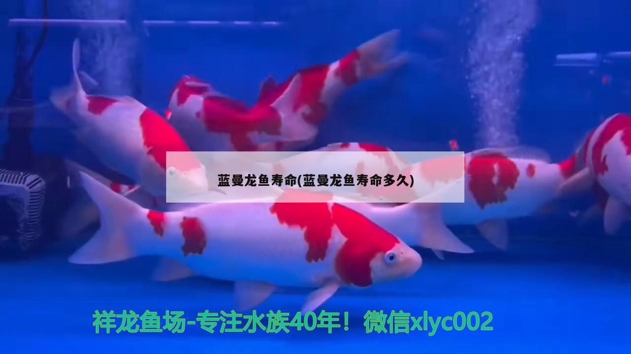 藍曼龍魚壽命(藍曼龍魚壽命多久) 藍曼龍魚壽命(藍曼龍魚壽命多久) 觀賞魚百科