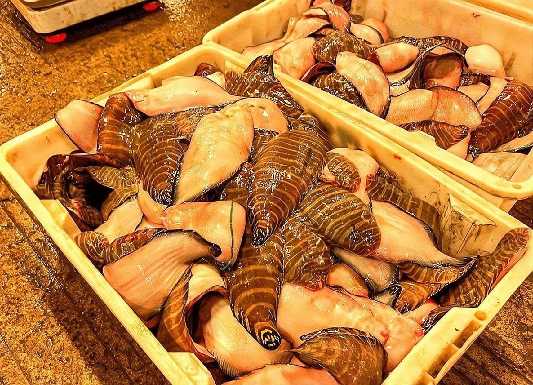 寧波還有哪些賣龍魚的地方（寧波有哪些賣龍魚的地方）