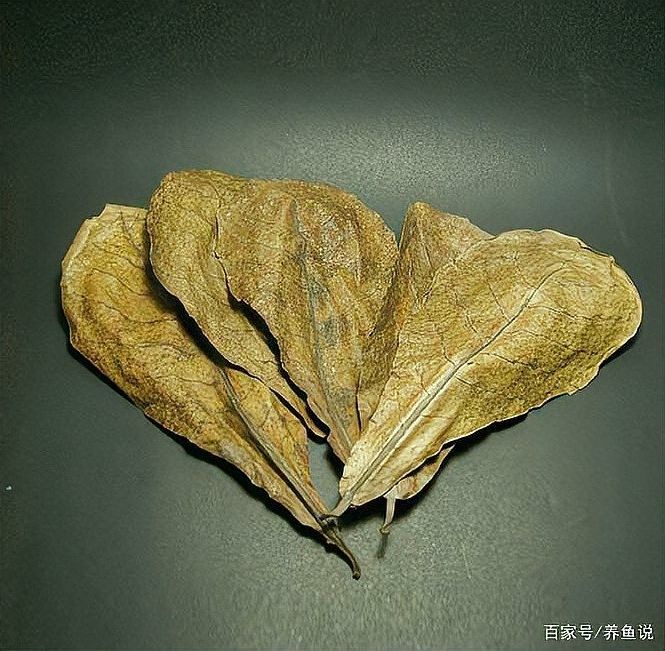如何調整偏堿的龍魚缸水質？（偏堿的龍魚缸水質是一個需要細心和耐心的過程和建議）
