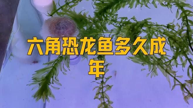 龍魚壓養后多久可以繁殖？（養魚老道聽，龍魚繁殖需要哪些步驟？）