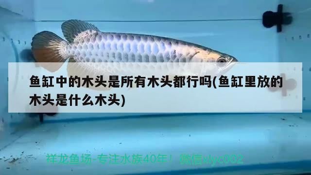魚缸中的木頭是所有木頭都行嗎(魚缸里放的木頭是什么木頭)（魚缸中的木頭是所有木頭是所有木頭都行嗎，魚缸中的木頭都行嗎）