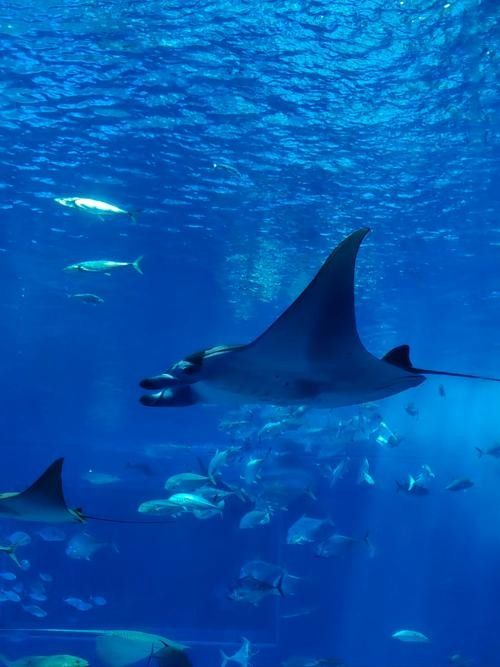 才雨虹龍水族館的營(yíng)業(yè)時(shí)間（上海海洋水族館有哪些特色展區(qū)？） 才雨虹龍水族館的營(yíng)業(yè)時(shí)間（上海海洋水族館有哪些特色展區(qū)？） 龍魚百科 第5張