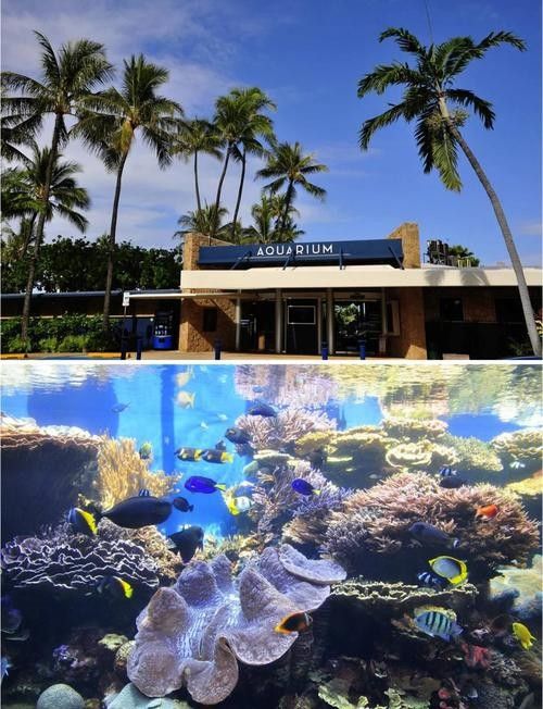 才雨虹龍水族館的營(yíng)業(yè)時(shí)間（上海海洋水族館有哪些特色展區(qū)？） 才雨虹龍水族館的營(yíng)業(yè)時(shí)間（上海海洋水族館有哪些特色展區(qū)？） 龍魚百科 第2張