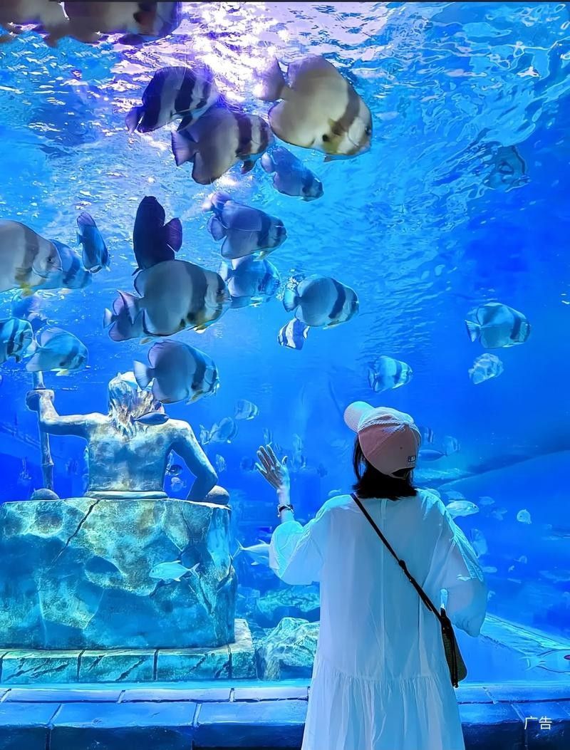 才雨虹龍水族館的營(yíng)業(yè)時(shí)間（上海海洋水族館有哪些特色展區(qū)？） 才雨虹龍水族館的營(yíng)業(yè)時(shí)間（上海海洋水族館有哪些特色展區(qū)？） 龍魚百科 第4張