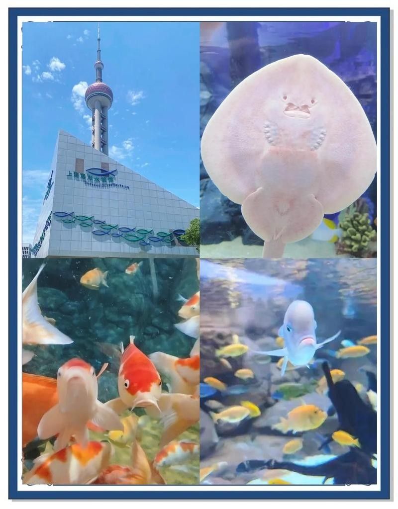 才雨虹龍水族館的營(yíng)業(yè)時(shí)間（上海海洋水族館有哪些特色展區(qū)？） 才雨虹龍水族館的營(yíng)業(yè)時(shí)間（上海海洋水族館有哪些特色展區(qū)？） 龍魚百科 第8張
