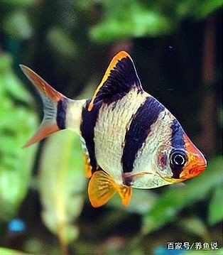 虎皮恐龍魚繁殖注意事項（虎皮恐龍魚怎么養(yǎng)） 虎皮恐龍魚繁殖注意事項（虎皮恐龍魚怎么養(yǎng)） 龍魚百科 第3張
