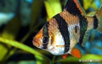 虎皮恐龍魚繁殖注意事項（虎皮恐龍魚怎么養(yǎng)） 虎皮恐龍魚繁殖注意事項（虎皮恐龍魚怎么養(yǎng)） 龍魚百科 第4張