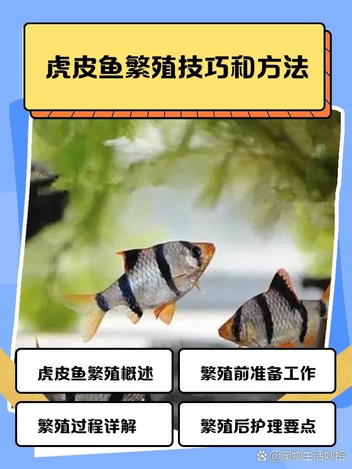 虎皮恐龍魚繁殖注意事項（虎皮恐龍魚怎么養(yǎng)） 虎皮恐龍魚繁殖注意事項（虎皮恐龍魚怎么養(yǎng)） 龍魚百科 第6張