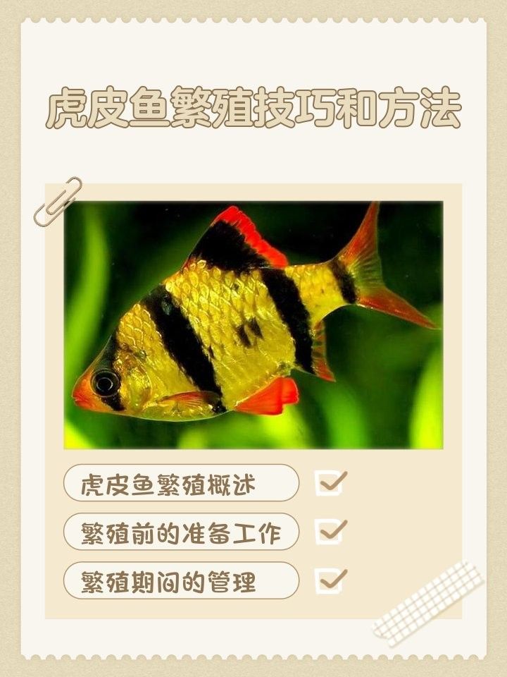 虎皮恐龍魚繁殖注意事項（虎皮恐龍魚怎么養(yǎng)） 虎皮恐龍魚繁殖注意事項（虎皮恐龍魚怎么養(yǎng)） 龍魚百科 第8張