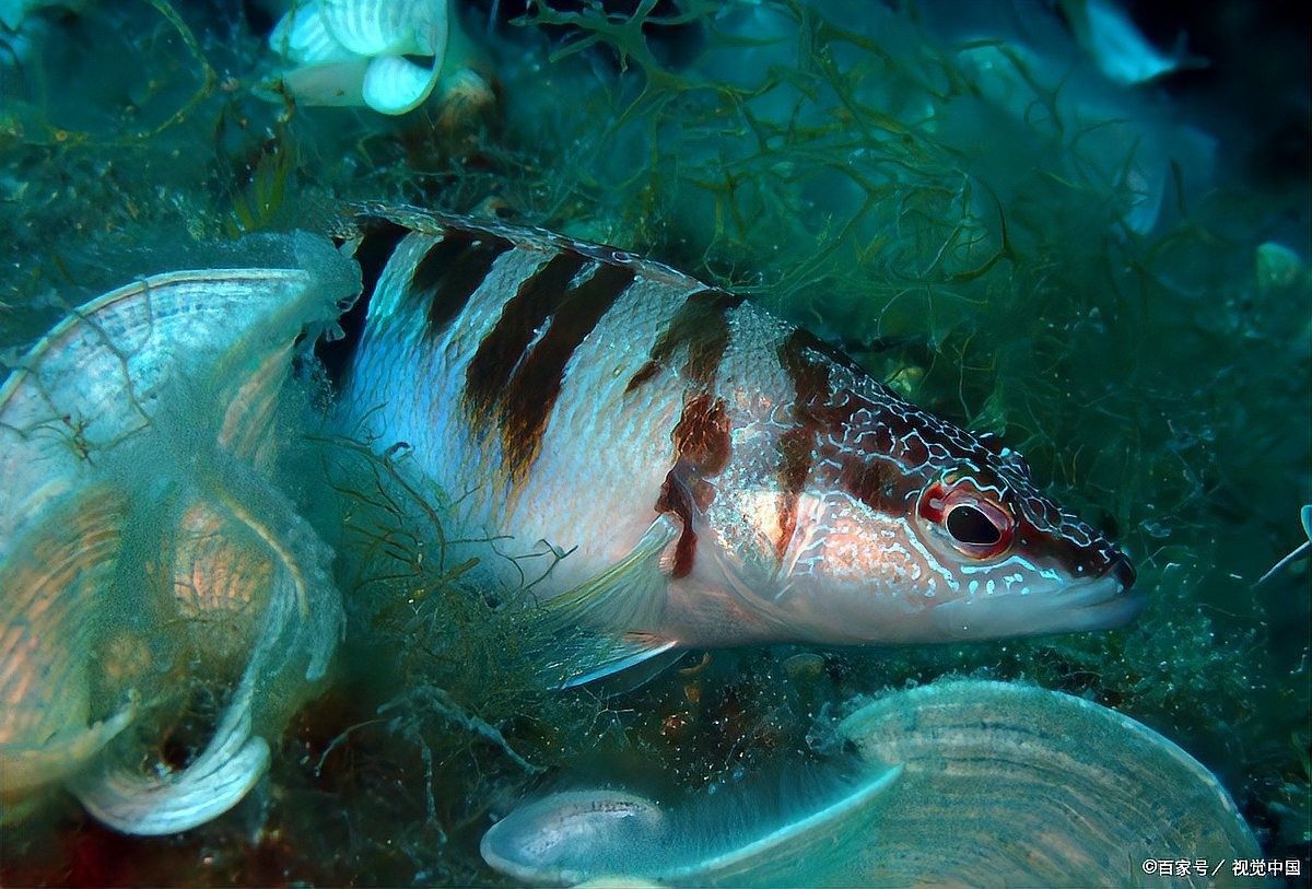 龍魚失鰾癥如何治療？（呼倫貝爾大草原的貓咪們魚失鰾癥怎么辦與治療指南）