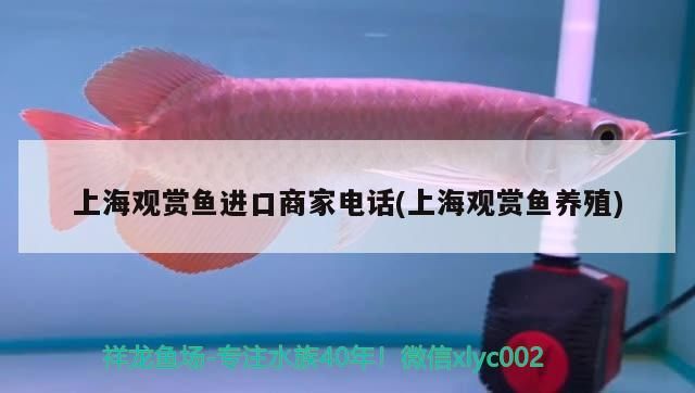 <strong><mark>上海</mark></strong>觀賞魚進口商家電話(<strong><mark>上海</mark></strong>觀賞魚養殖)（<strong><mark>上海</mark></strong>觀賞魚商家電話）