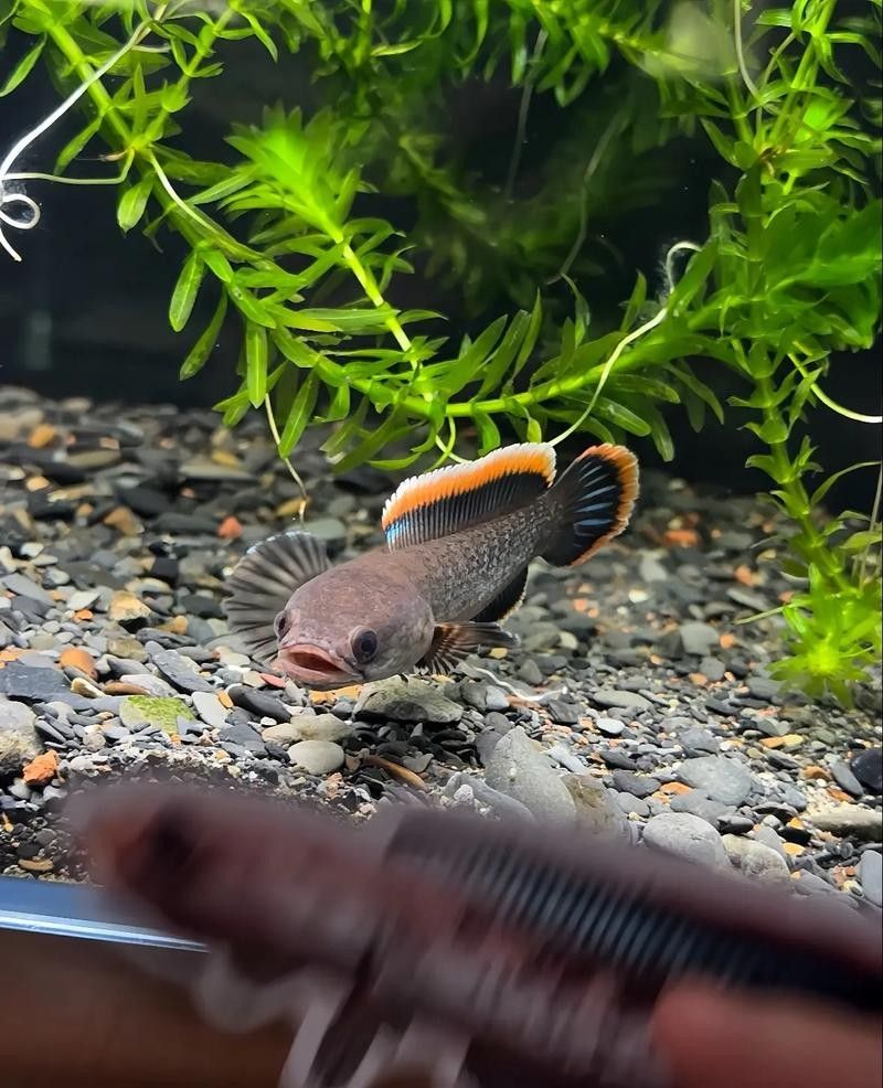 如何預防巴卡雷龍魚疾病？