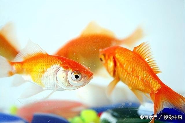 如何預防龍魚搖頭張嘴（龍魚搖頭張嘴怎么辦）