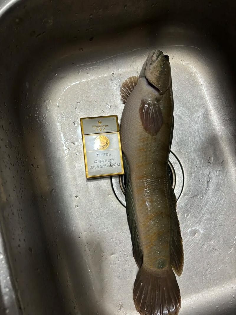 枯藍雷龍魚的市場價格是多少（枯藍雷龍魚的價格）
