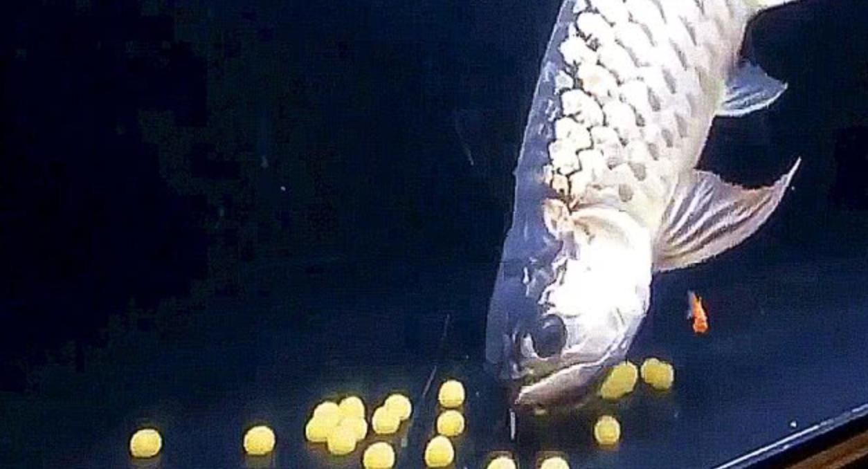龍魚干蝦有營養嗎 金龍魚吃啥【金龍魚喂啥增色快】(金龍魚喂啥增色快) 觀賞魚百科 金龍魚吃啥【金龍魚喂啥增色快】(金龍魚喂啥增色快) 金龍魚吃啥【金龍魚喂啥增色快】(金龍魚喂啥增色快) 觀賞魚百科