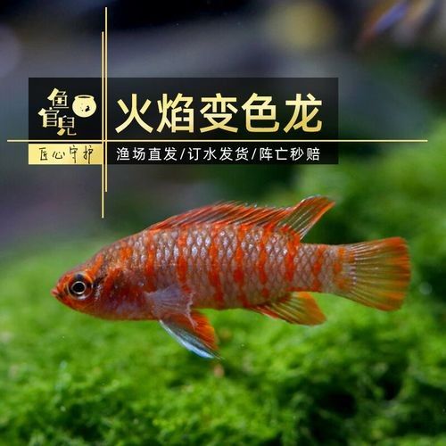 火焰變色龍的價格是多少？（火焰變色龍價格）
