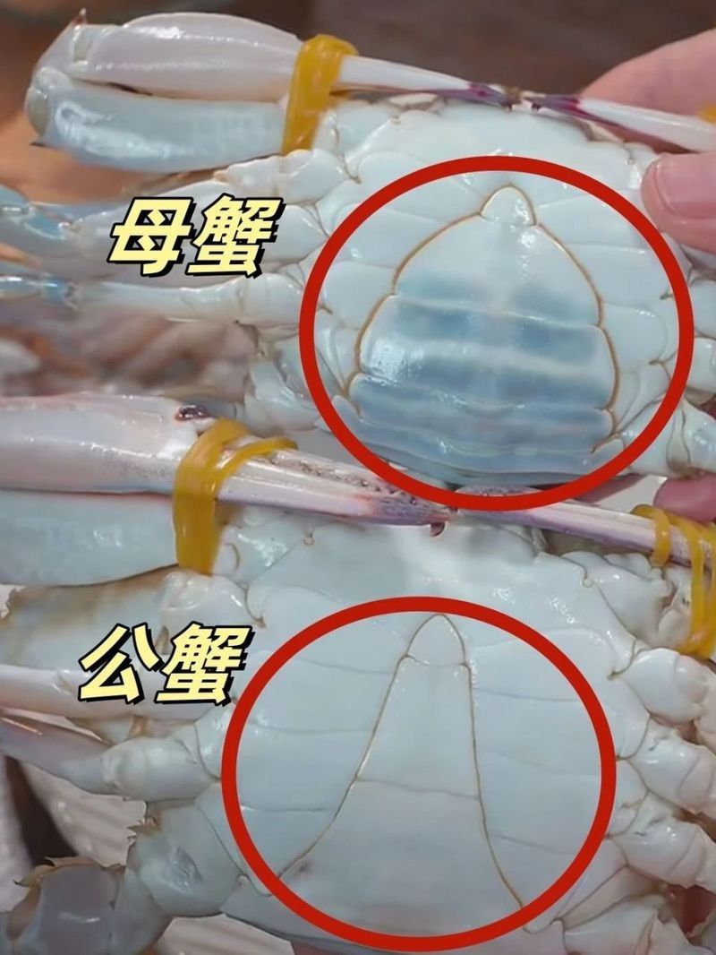 如何挑選新鮮的海鮮？（如何挑選新鮮海鮮） 如何挑選新鮮的海鮮？（如何挑選新鮮海鮮） 龍魚(yú)百科 第7張