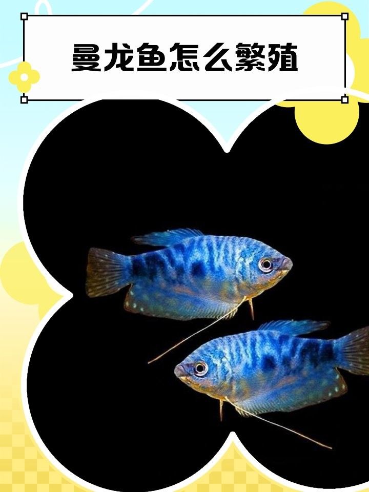 如何布置曼龍魚的繁殖缸（如何布置曼龍魚繁殖曼龍魚繁殖缸的建議曼龍魚的繁殖奧秘）