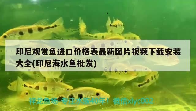 印尼觀賞魚進口價格表最新圖片視頻下載安裝大全(印尼海水魚批發(fā))