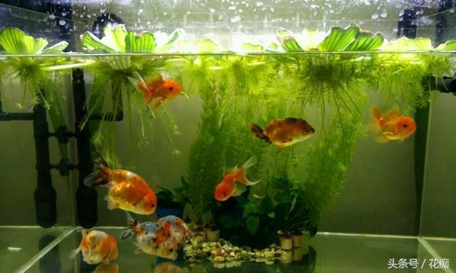 風景魚缸可以養什么魚：風景魚缸養殖推薦