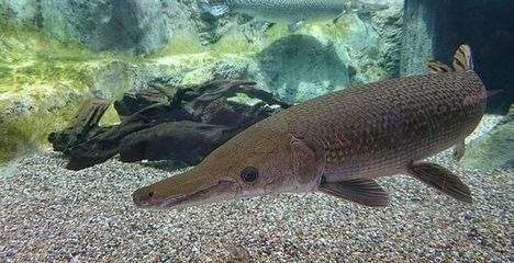 風景魚缸可以養什么魚：風景魚缸養殖推薦