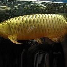 哪種金龍魚品種最能長到最大（哪種金龍魚品種能長得最大？）