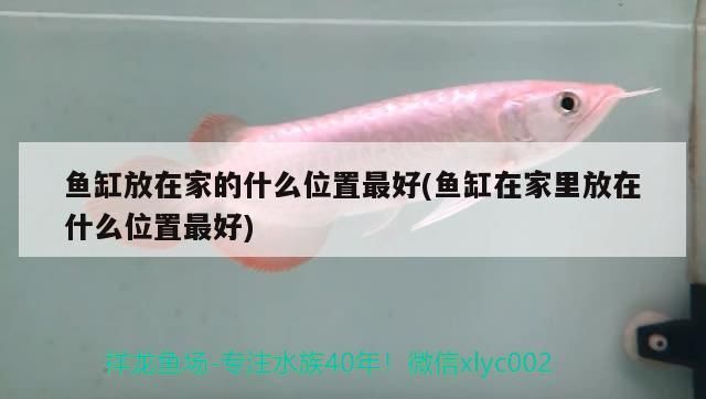 龍魚換水后亂竄怎么回事(龍魚換水后亂竄怎么回事啊) 龍魚換水后亂竄怎么回事(龍魚換水后亂竄怎么回事啊) 觀賞魚百科