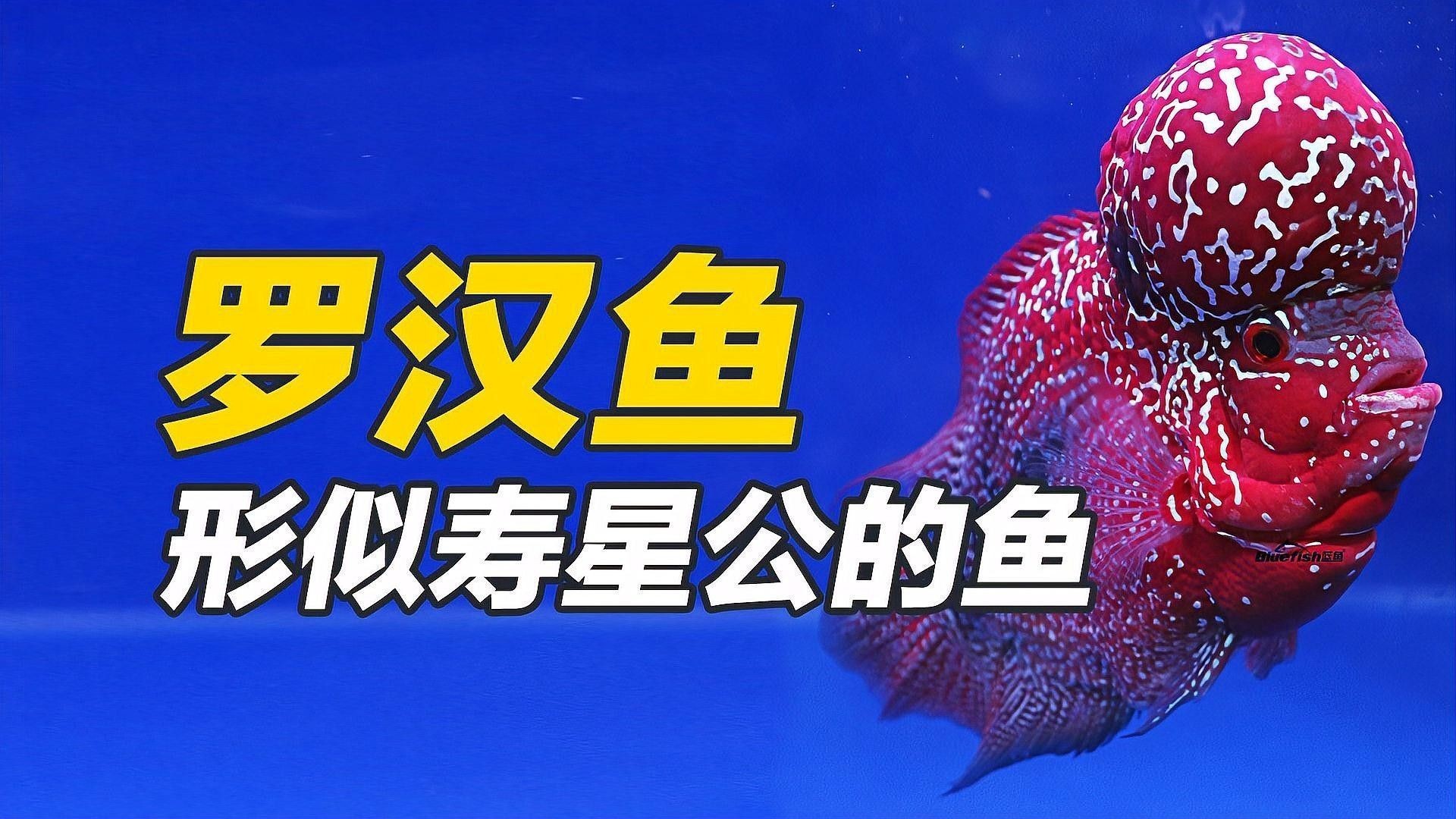 混養羅漢魚和龍魚需要多大的水泵？