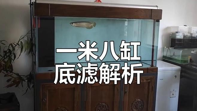 混養羅漢魚和龍魚需要多大的水泵？