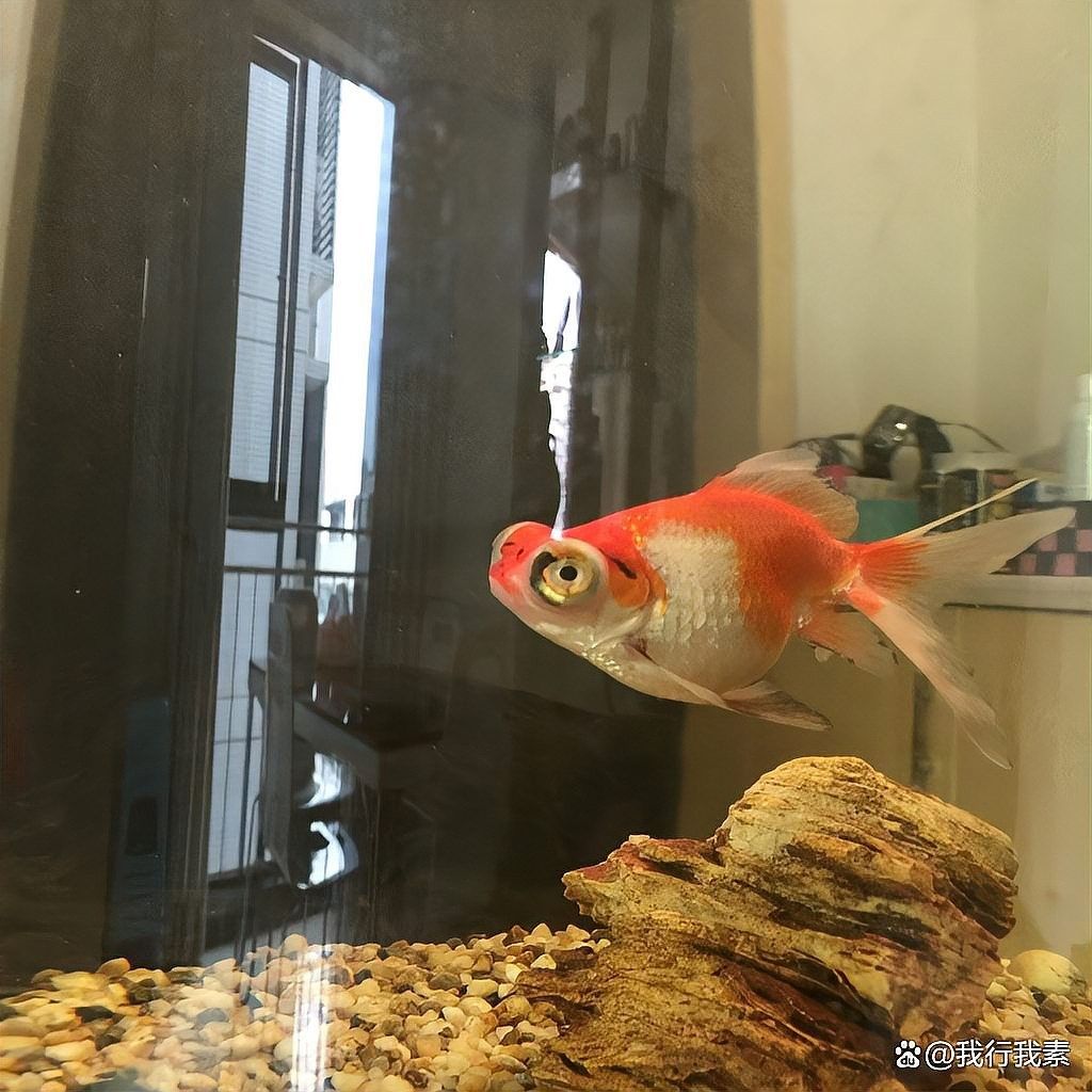 過(guò)背金龍魚在流水中的表現(xiàn)如何